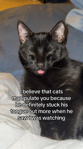 Pag-unawa sa Gaslighting at Manipulasyon ng Pusa