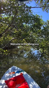 ☀️🚣‍♀️ Paddle the beautiful mangrove tunnel at Don Pedro Island State Park and get up close with nature on a tour with SUP Englewood! 📸: SUP Englewood #BestSideOutside #DonPedroIsland #EnglewoodBeach #SUPEnglewood | Punta Gorda/Englewood Beach