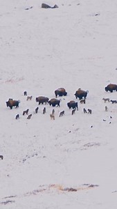 5.4K views · 143 reactions | Animal Planet TV on Reels | Facebook