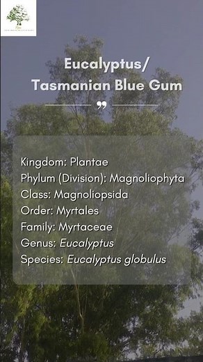 Taxonomic Classification of Eucalyptus/ Tasmanian blue gum