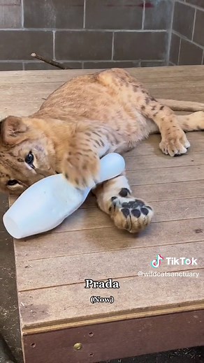 Adorable Lion and Tiger Cubs Playing with Toy Bowling Pins