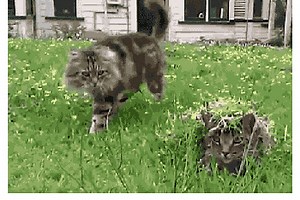 The Best Cat Pranks Ever (10 Gifs)