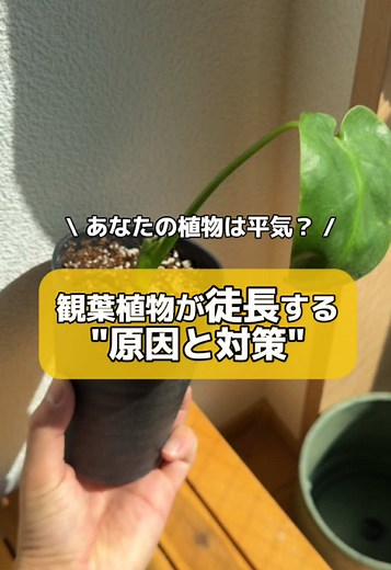 モンステラの徒長と対策の解説