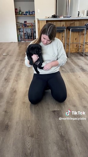 Evaluating Puppy Temperament with the Volhard Test