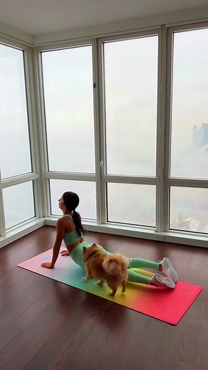 Engaging Yoga Session with Adorable Small Dog