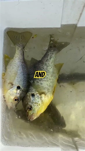 SPRING Fishing PSA!!! | PANFISHING #thenextcast #fishing