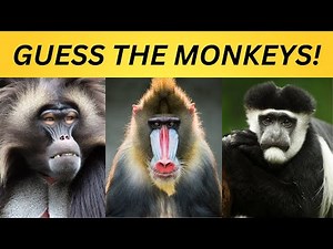 GUESS THE MONKEY in 5 SECONDS! Monkey Quiz🐒