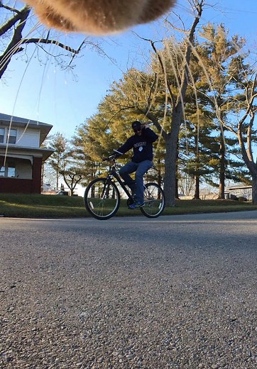 Cute Cat Talking Sounds Compilation