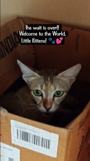 Mama Cat Finally Gave Birth!
