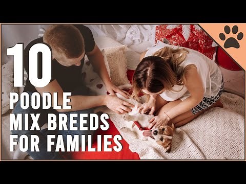 Top 10 Poodle Mix Breeds For Families | Dog World