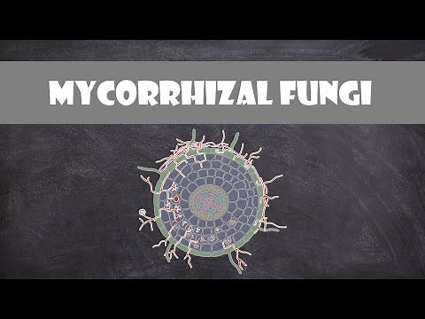 Mycorrhizal Fungi | Plant Biology