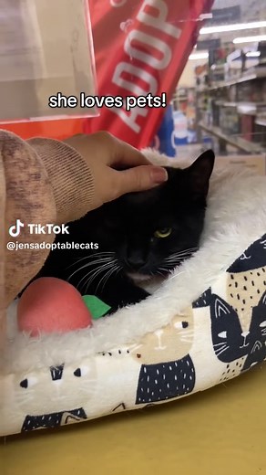 Adopt Ciera: An Adorable Kitten in Commack, NY