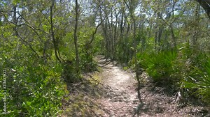 Lush green foliage in tropical jungle. Tropical Rainforest, Florida, USA. Tracks for tourists in jungle. Tourist routes. Deep jungle slutted board walkway inside rainforest in Florida national park.