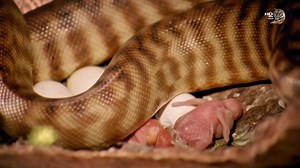 313K views · 9.3K reactions | Woma python. #Reels #wildanimalsextra #wildanimalshorts #hindi #wildlife #wildanimals | Wild Animals Extra | Facebook