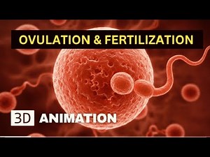 🩷 Ovulation and Fertilization Explained | How Pregnancy Really Begins 👶✨