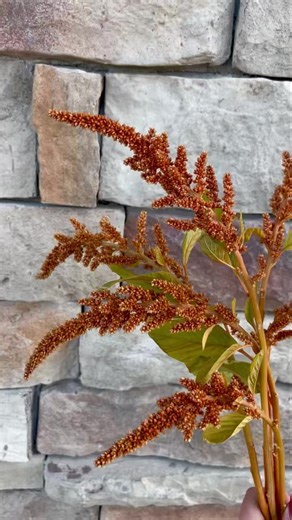 🌾Flower Fact Friday: Amaranthus Edition🌾 Amaranthus, often called love-lies-bleeding, prince’s feather, or Joseph’s coat, isn’t just a show-stopper in the garden…it’s a symbol of immortality!🌿The name “Amaranthus” comes from the Greek amarantos, meaning “unfading”, because its vibrant blooms seem to last forever. ✨Bonus fact: Amaranthus isn’t only beautiful, it’s edible! The seeds are a superfood packed with protein and minerals, and the leaves are enjoyed as a nutritious green in many cultur