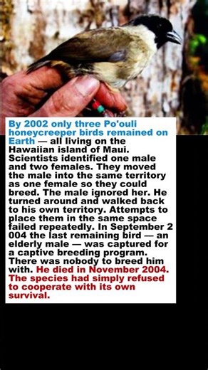 🐦The Last Three Refused to Breed. Then There Was One. #shorts #wildlife