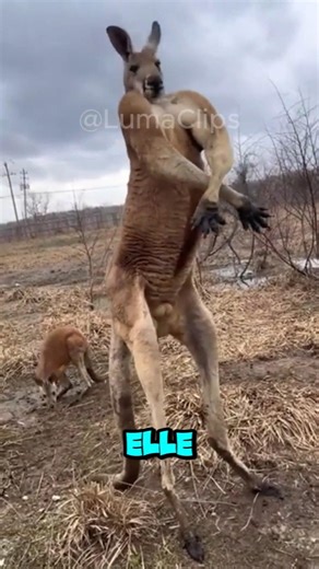 Never do that with a baby kangaroo! 🦘