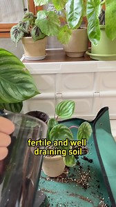 It looks like watermelon fruit. | Ramos Mark