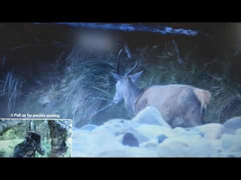 Bow Hunting White-tailed Deer at Butler Beach