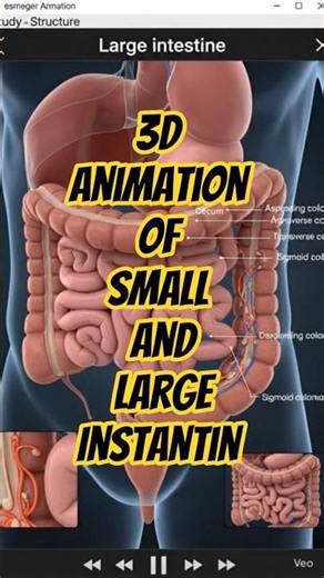 3D View of Small and Large Intestine#anatomy #biology