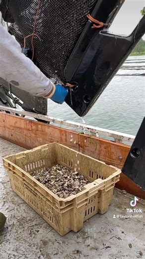 This bag is full of oyster seed that was born in our hatchery, then raised to 12mil in our flupsy where it is protected from predators, and then moved to these nursery pouches to build a sturdy shell foundation before they head to their forever farm. 🦪❤️ #FYP #OysterTok #ShellfishFarming #WA #PNWThings