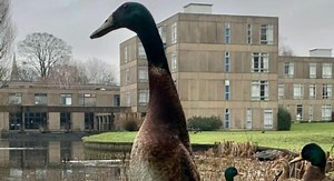Long Boi (Duck) | Know Your Meme