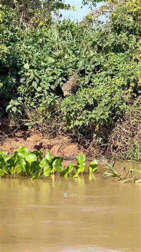 leopard preying on crocodile
