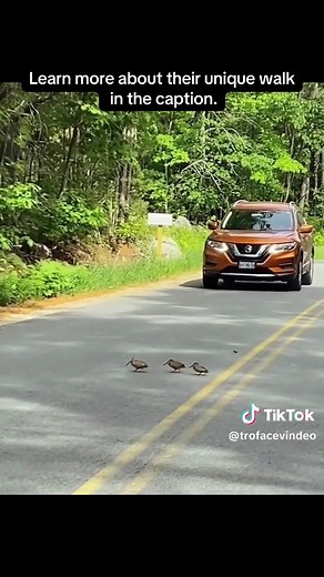 The American woodcock, also known as the timberdoodle, walks in a rocking motion. It is unclear whyllllll
