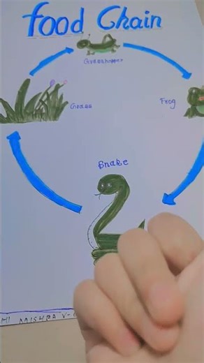 this is my school project 😁🤣 of food chain ⛓️