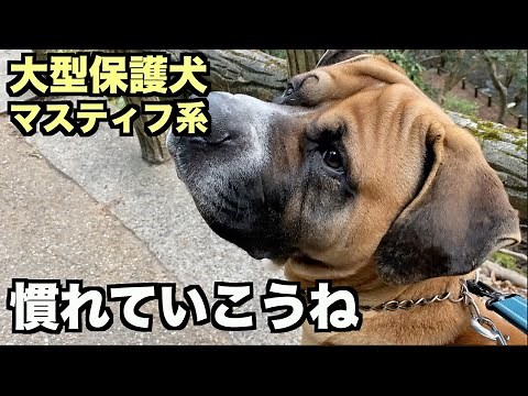 大型マスティフ系保護犬・我が家で過ごす習慣を覚えよう【5日目】