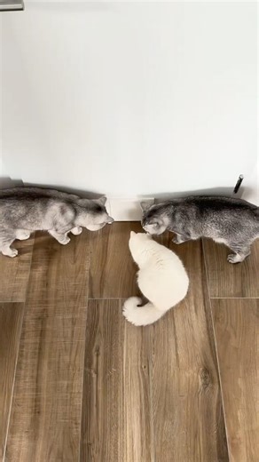 How to teach you cat to use a cat flap!😻 #cats #catparents #catflap #catdoor #catlife