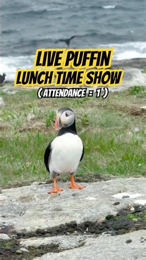 Puffins Land & INVADE my Space