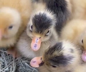 2.3K views · 52 reactions | Today's Hatch! Here are the stats on...