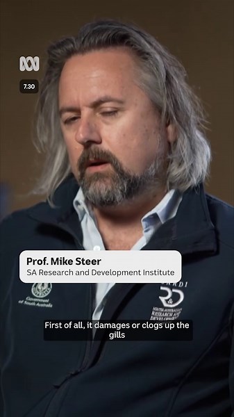 VIDEO: Before and after South Australia's 'apocalyptic' algal bloom