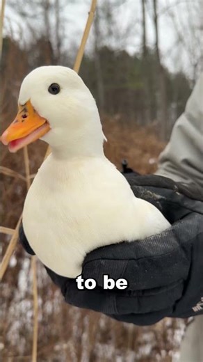 You’re Not Ready for This Animal Sound 😳 || Call Duck