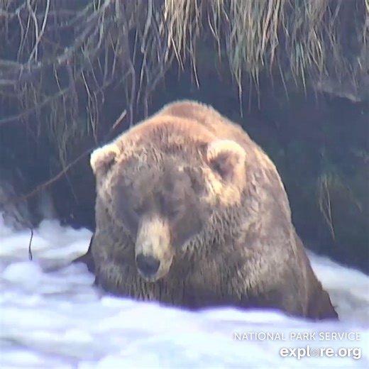 Drop your Otis arrival date predictions here 🐻 | explore.org