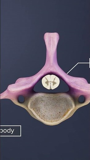 The Spinal Cord at the C6 C7 Spinal Level