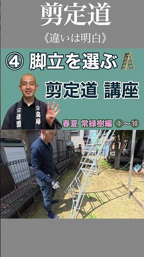 Stability is key when using a stepladder. #pruningmethods #pruningtools #gardenwork #stepladder #...