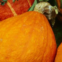Potimarron Cultiver : Semer, repiquer, tailler, pailler, entretenir