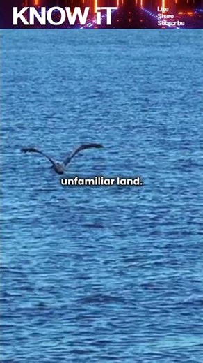 How do Birds know where to Fly without Maps or GPS?