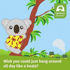 Take the Aussie Habitat Quiz and win! Know much about the habitats of our Aussie wildlife? Have you ever heard about the White-throated snapping turtle? With World Environment Day on 5 June, take the Aussie Habitat Quiz and learn more about the importance of protecting our environment for the future of our Aussie wildlife. | Landcare Australia