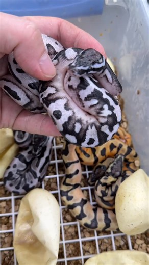 Garrick DeMeyer on Instagram: "Awesome odds on this OD Firefly GCR Axanthic Pied clutch! So much and so little color all at once! #python #pythonregius #ballpython #ballpythons #ballpythonsofinsta #ballpythonsofig #ballpythonsofinstagram #ballpythonbreeder #ballpythonbreeding #ballpythonmorphs #ballpythonmorphsofinstagram #piebaldballpython #piedballpython #axanthicballpython #axanthicpied #royalconstrictordesigns"