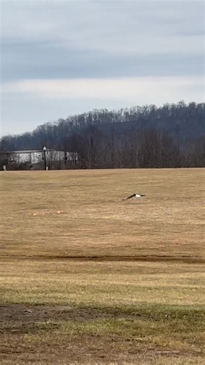🦅There’s a reason why it’s the UNITED STATES bird and God’s chosen example to SOAR! I call these, God Winks😉 Reminders that He’s got you. Right in my back yard. 😭 Isaiah 40:31: "But they that wait upon the LORD shall renew their strength; they shall mount up with wings as eagles; they shall run, and not be weary; and they shall walk, and not faint". | She Sells Sea Shells In Shinnston Ltd. Co