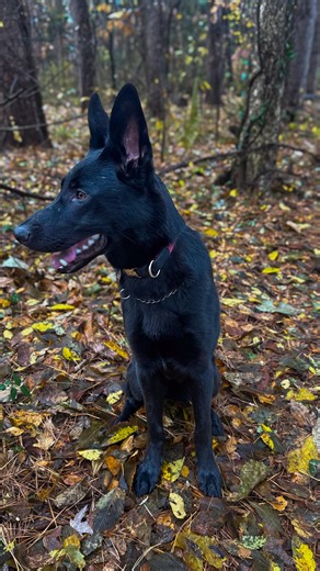 June Bug has been doing such a fantastic job learning and growing into a great pup. The puppy blues were real and but it doesn’t take much! A few quick training sessions a day and some fun bonding and you have a best friend! This is from today’s adventure! #junebug #germanshepherdpuppy #gsdofinstagram #outdoors #explorepage✨ | Jeffery Wells