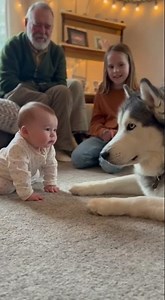 That final gentle lick got everyone smiling 😭🐶最後那一舔太溫柔，全家都笑了😭🐶#babytalk #huskyreaction #cute #shorts