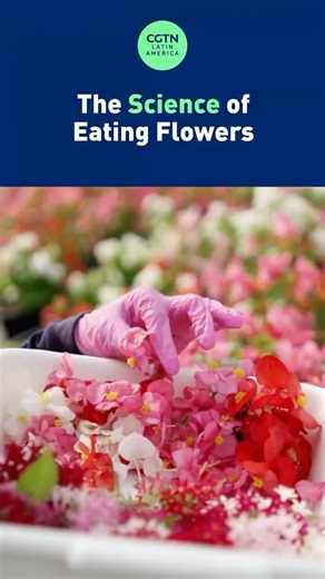 The science of eating flowers