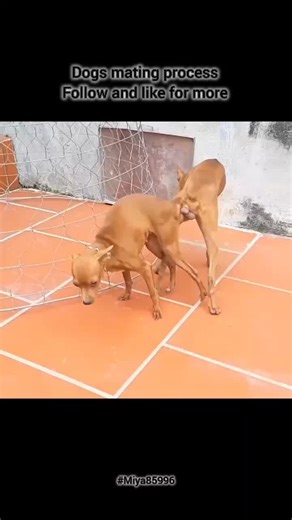 Dogs Breeding Process | What Happens After Mating Successfully 🐾 #DogsMating #DogBreeding #SuccessfulMating #CanineBreeding #AfterMating #AnimalNature #DogLifeUSA #ResponsibleBreeding #PetEducation #DogFacts