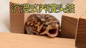 沉浸式养馒头蛙，小馒头蛙们上演了一场越狱经历，太好玩太有趣了