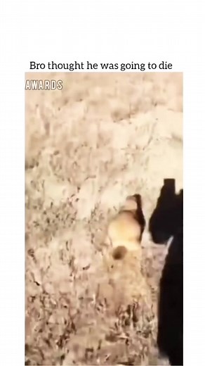 SCARED STRAIGHT #foryoupage #dogsoftiktok #prairiedog #fyp #funny | Prairie Dog